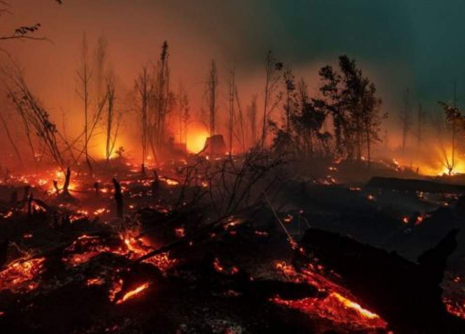 Api melalap kawasan Taman Nasional Sebangau di dekat Palangkaraya, Kalimantan Tengah, Sabtu (14/09). (BBC)