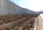 بالصور.. حملة تشجير بكفركلا قرب الجدار الذي شيده العدو ‘‘الاسرائيلي‘‘