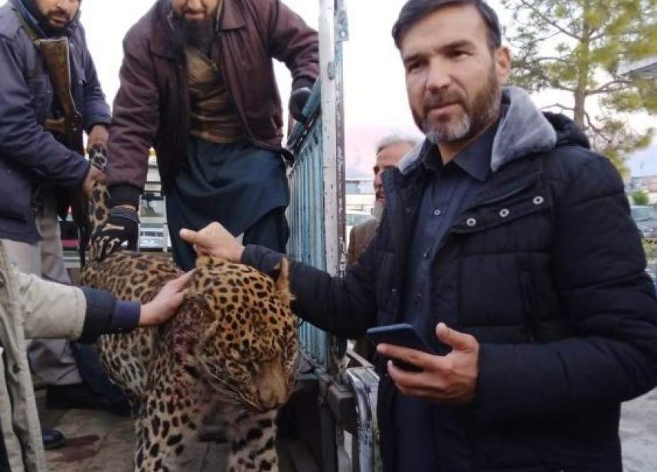 سوات، چیتے کا آبادی پر حملہ 2 افراد زخمی