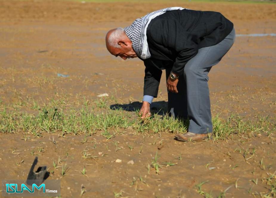 Palestinian farmer Naim al-Khaissi inspects wheat that has rotted due to flooding