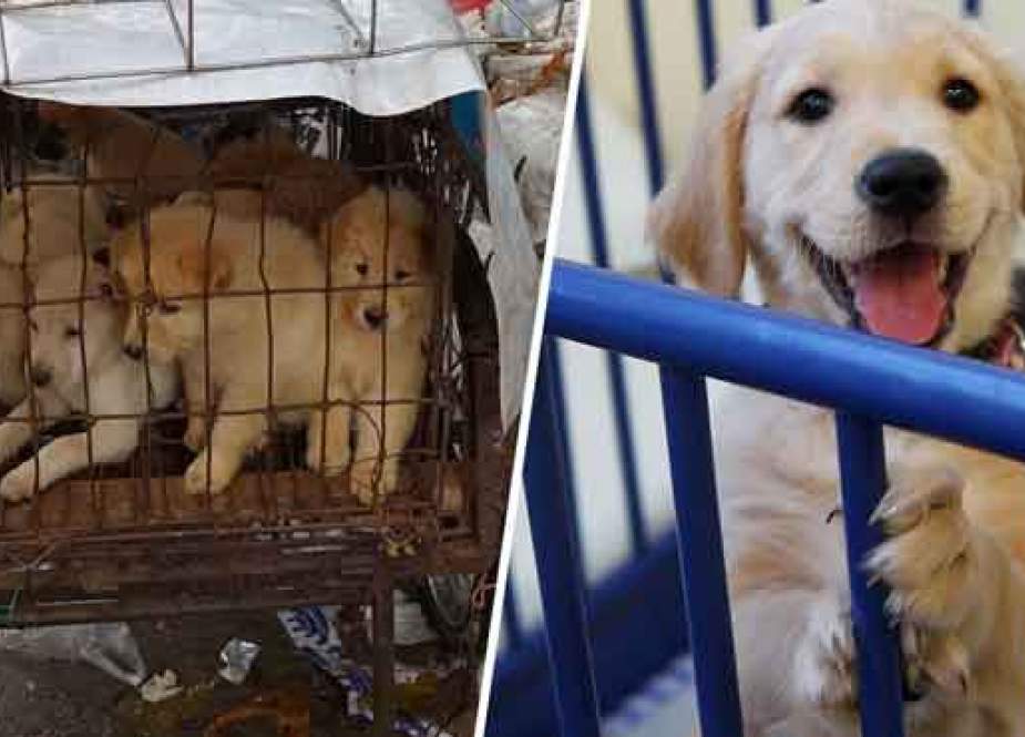 چین میں کتے، بلیوں، سانپ، مینڈک اور کچھوؤں کے گوشت کھانے پر پابندی لگا دی گئی