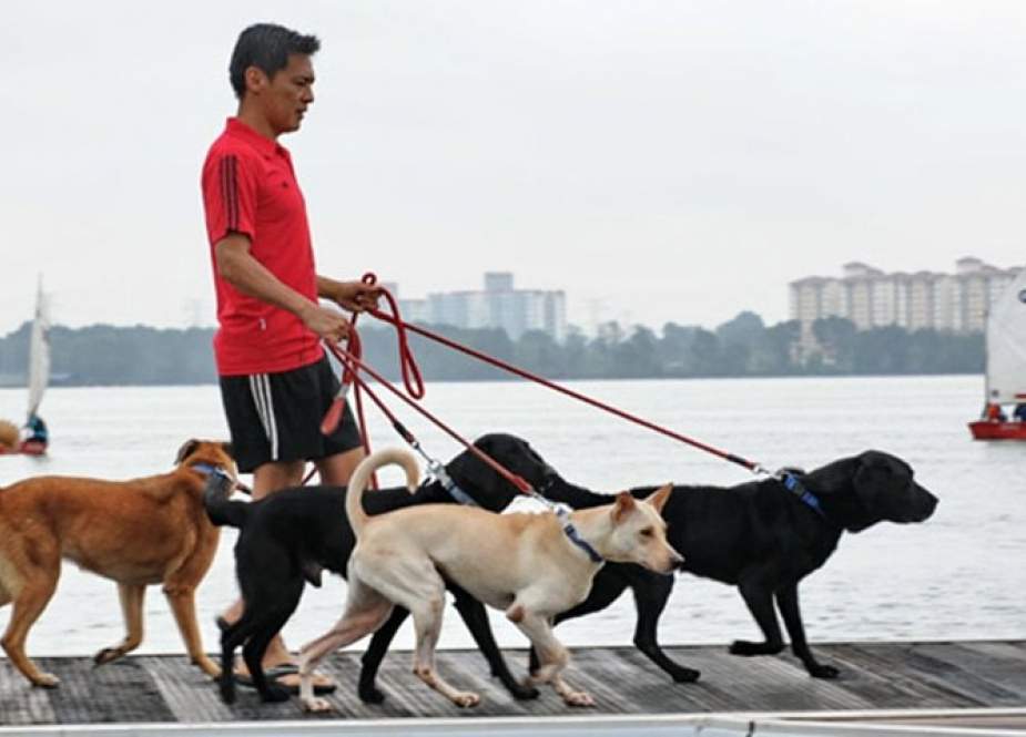 کتوں کو انسانی استعمال کے مویشیوں کا حصہ نہیں سمجھا جانا چاہیے، چین