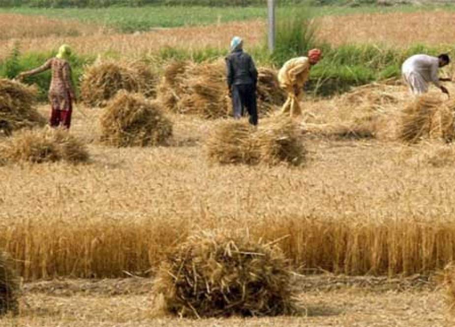 پنجاب کے گندم کی فصل ہمیں کاٹنے دی جائے، خیبر پختونخوا حکومت کا انوکھا مطالبہ