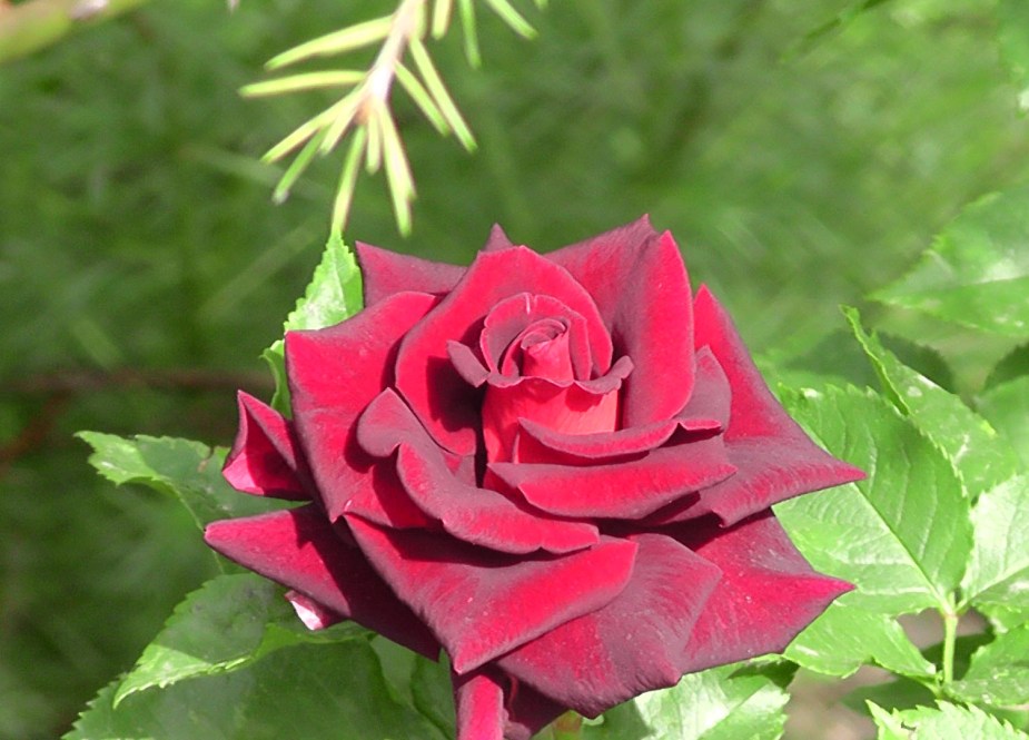 چترال کی خوبصورت وادی آیون میں ایک ہی پودے میں مختلف رنگوں کے گلاب سیاحوں کی توجہ کا مرکز بنے ہوئے ہیں