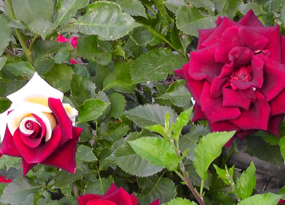 چترال کی خوبصورت وادی آیون میں ایک ہی پودے میں مختلف رنگوں کے گلاب سیاحوں کی توجہ کا مرکز بنے ہوئے ہیں