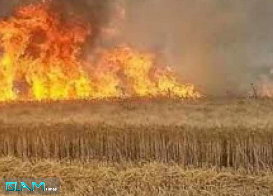 افتعال الحرائق في حقول القمح والشعير بريف الحسكة السورية
