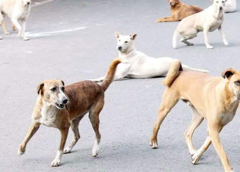 ایک آوارہ کتا لاؤ اور 200 روپے انعام پاؤ، محکمہ لائیو اسٹاک خیبرپختونخوا کی پیشکش