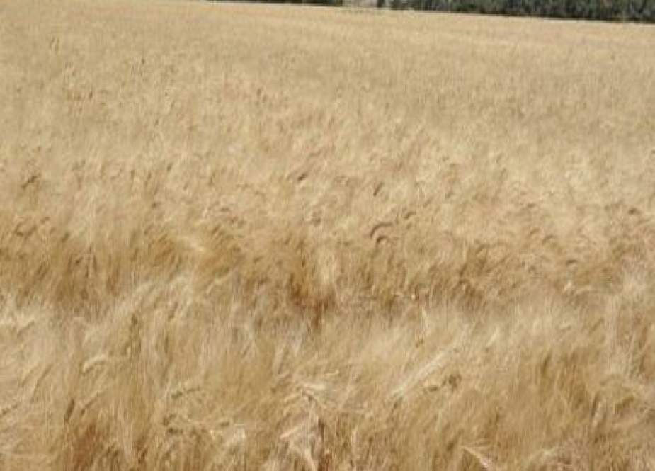 Wheat fields in Syria