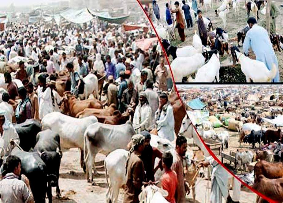 کراچی، ہفتہ وار مویشی منڈیوں کو جاری نوٹیفکیشن منسوخ