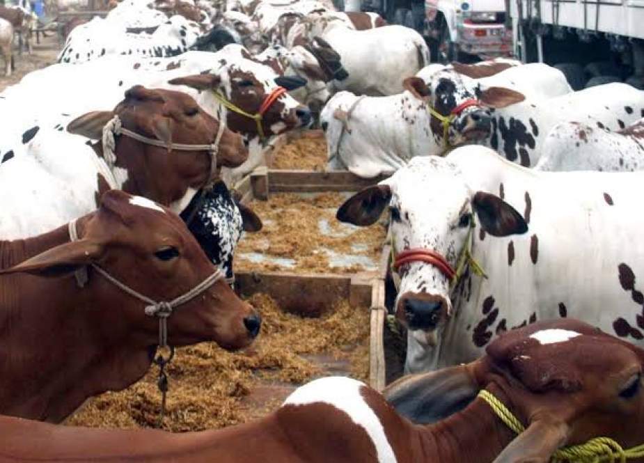 کراچی کی مویشی منڈیوں میں قربانی کے جانوروں کی خرید و فروخت کا سلسلہ شروع