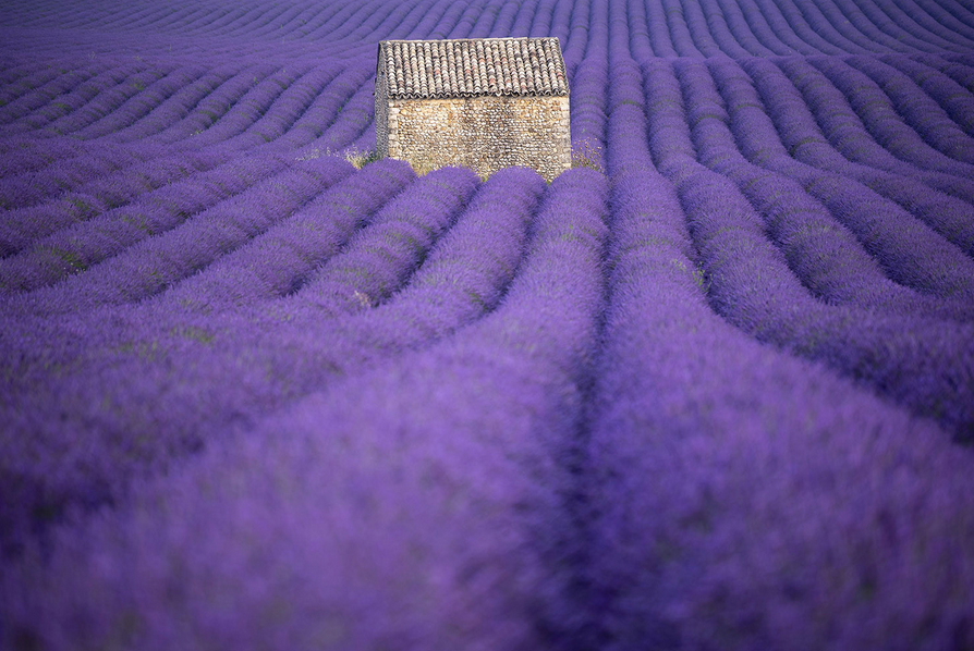 Lavender engulfs a field in Puimoisson, southern France, on July 1. CHRISTOPHE SIMON/AFP via Getty Images