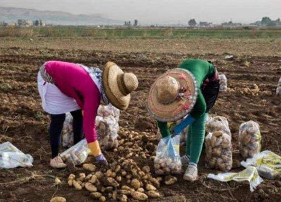 ‘‘الجهاد الزراعي‘‘ هل سينهض بالاقتصاد اللبناني؟