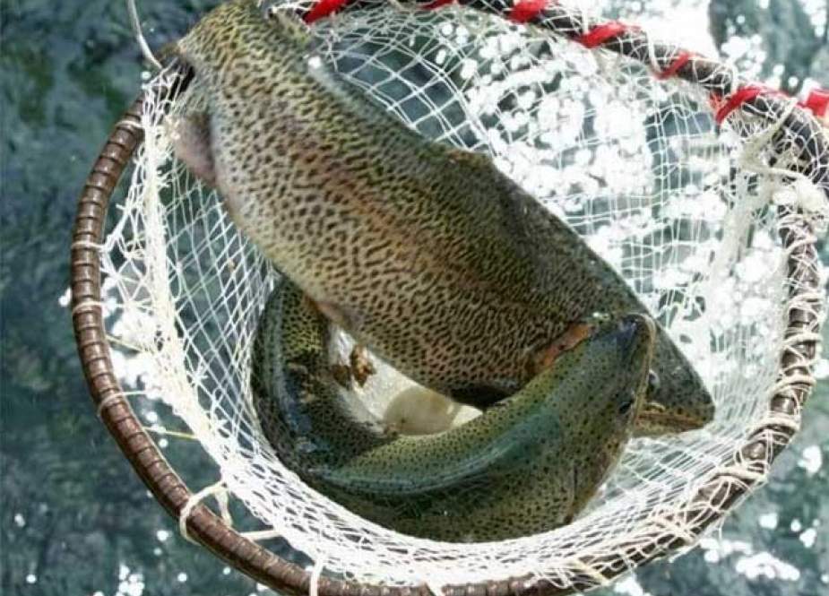 سوات میں سیاح نہ آنے سے 400 ٹن ٹراؤٹ مچھلی ضائع ہونے کا خدشہ