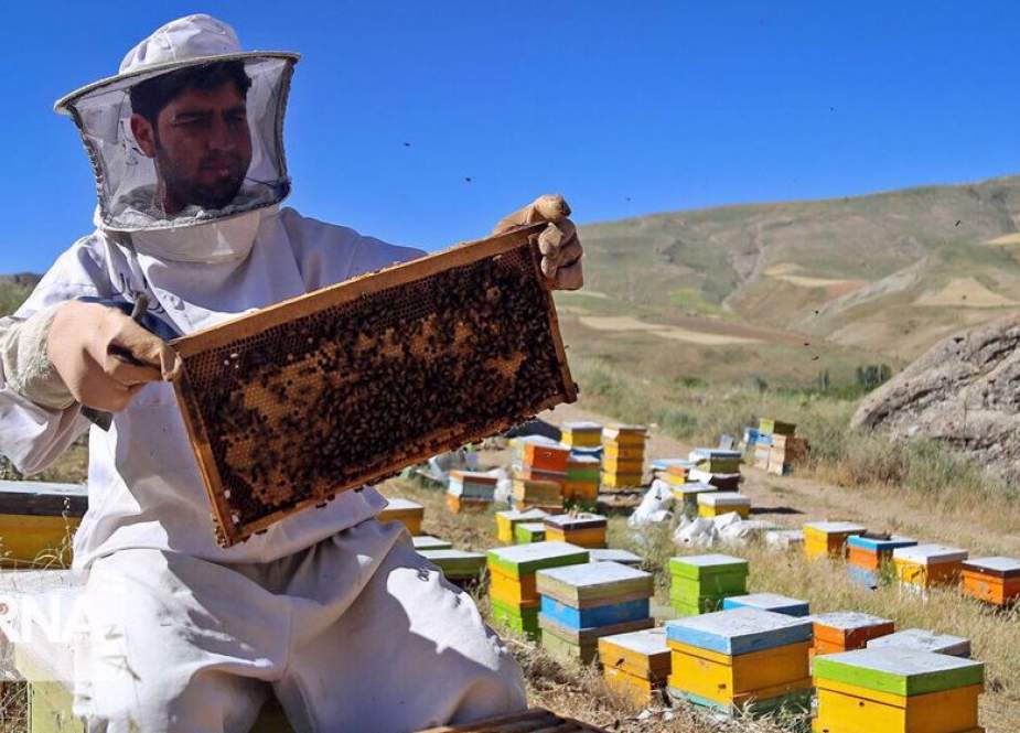 Iranian official says the country has the world’s fourth largest output of honey.jpg