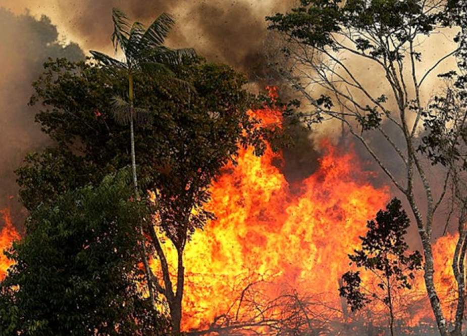 لليوم الثاني.. الحرائق تستعر بغابات تونس