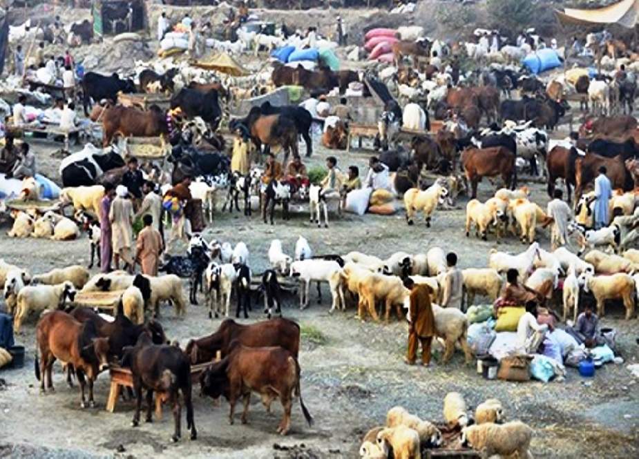 لاہور، عید پر جانوروں کی خریدوفروخت کے تمام ریکارڈ ٹوٹ گئے