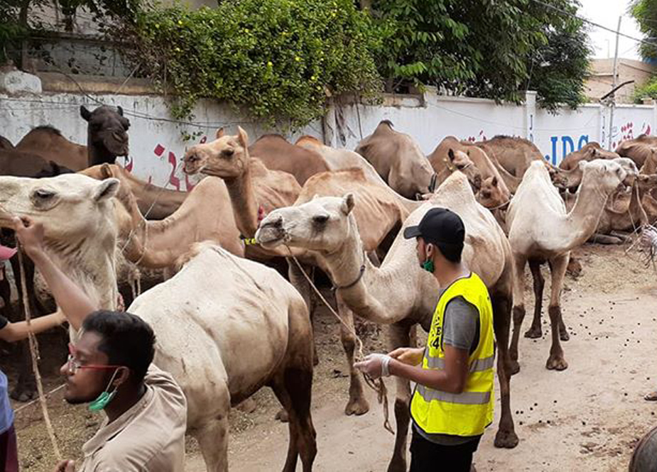 کراچی، جے ڈی سی فاﺅنڈیشن کے تحت مستحقین میں گوشت کی تقسیم کیلئے اجتماعی قربانی کا اہتمام