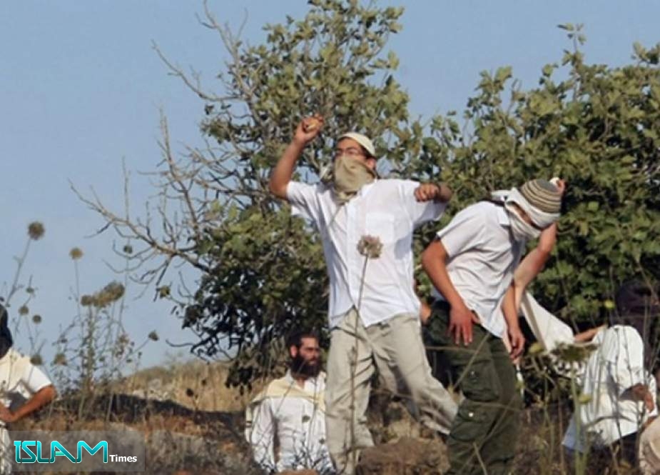 مستوطنو يتسهار ينفذون 20 اعتداءً إرهابيا ضد الفلسطينيين