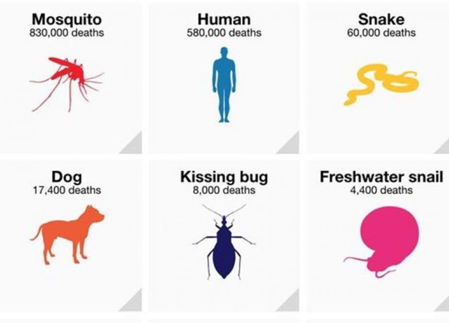 مچھر اب بھی سب سے زیادہ ہلاکتوں کا باعث بننے والا جاندار ہے، بل گیٹس