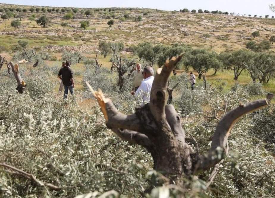 تخريب اراضي المزارعين الفلسطينيين على يد المستوطينين