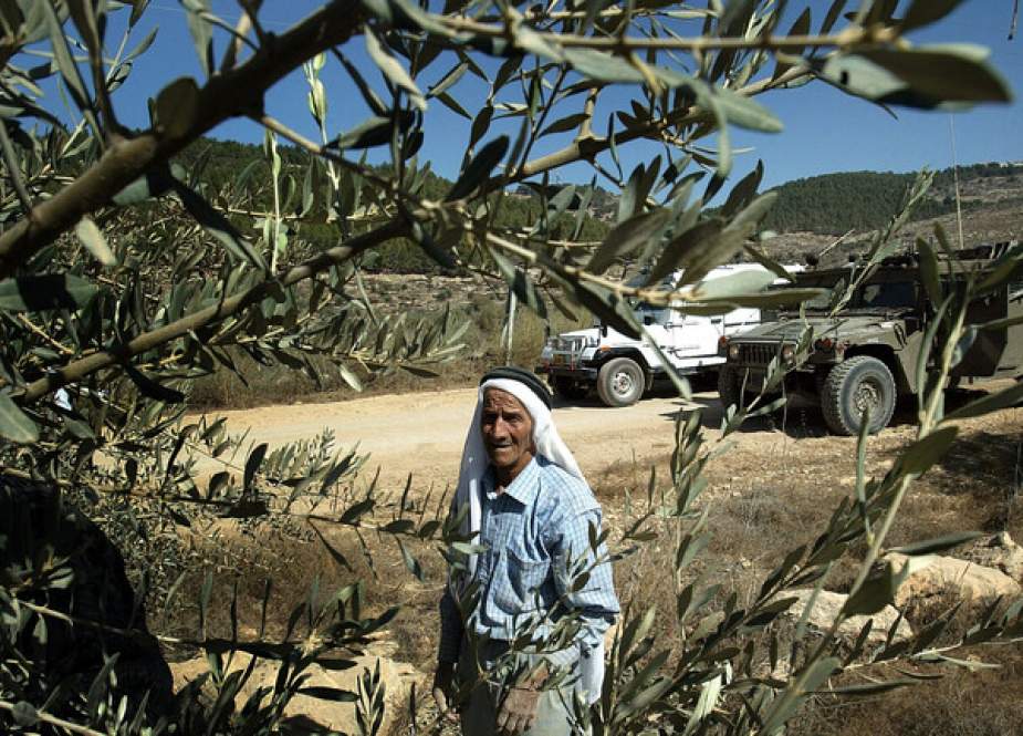 مستوطنون يسرقون محاصيل الزيتون في نابلس