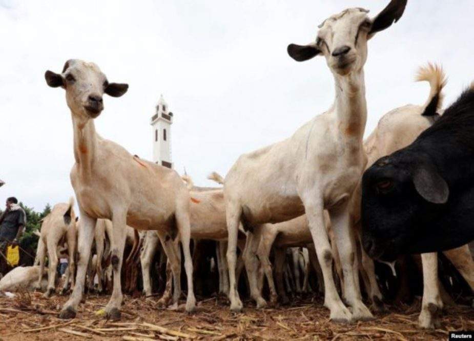 کرم، غیر سرکاری تنظیم کیجانب سے مویشیوں کی تقسیم میں بے قاعدگیاں
