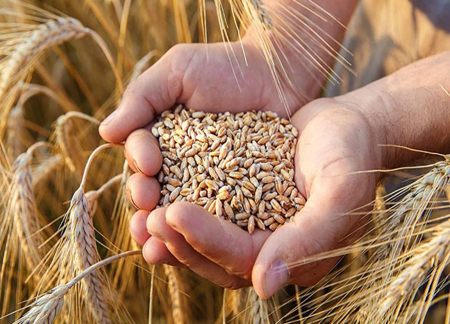 سندھ میں گندم کی امدادی قیمت 2 ہزار روپے من مقرر کرنے کا فیصلہ