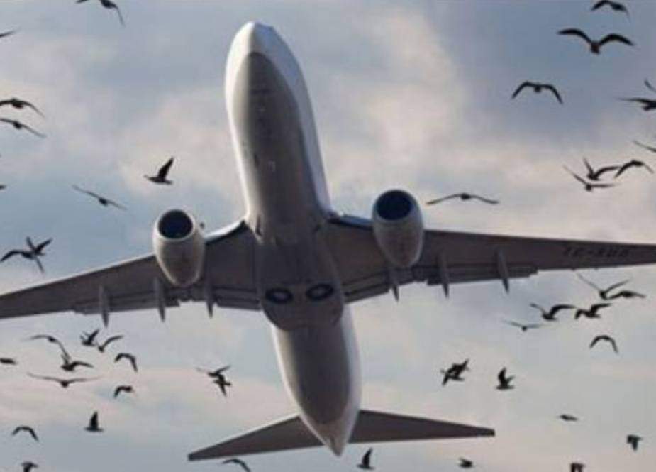 پشاور ائیر پورٹ پر پرندوں کے تدارک کیلئے اقدامات