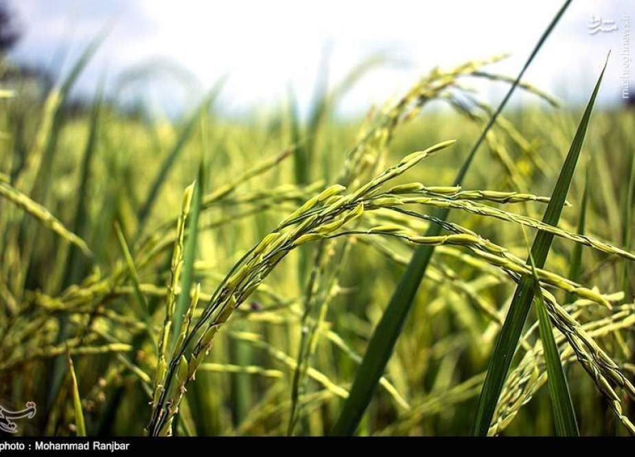 قتل عام فجیع دهها کشاورز در مزارع برنج نیجریه