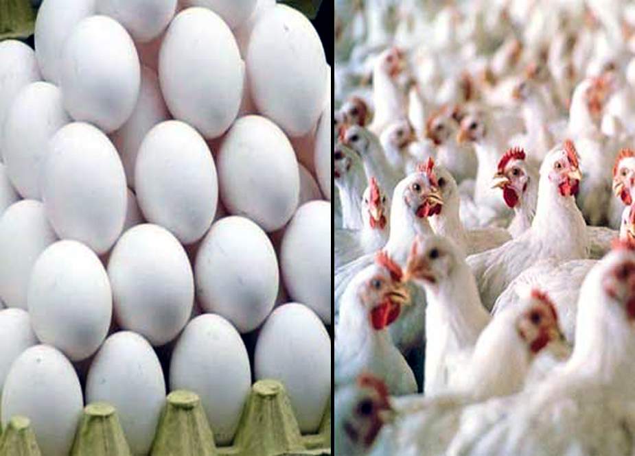 کراچی میں مرغی اور انڈوں کی بغیر اوپن آکشن خرید و فروخت پر پابندی کا فیصلہ