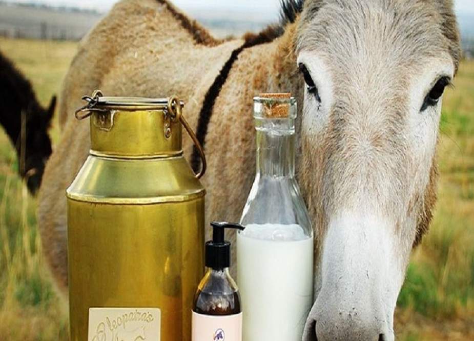یورپ، گدھی کے دودھ سے کورونا کا علاج، مانگ میں بے پناہ اضافہ