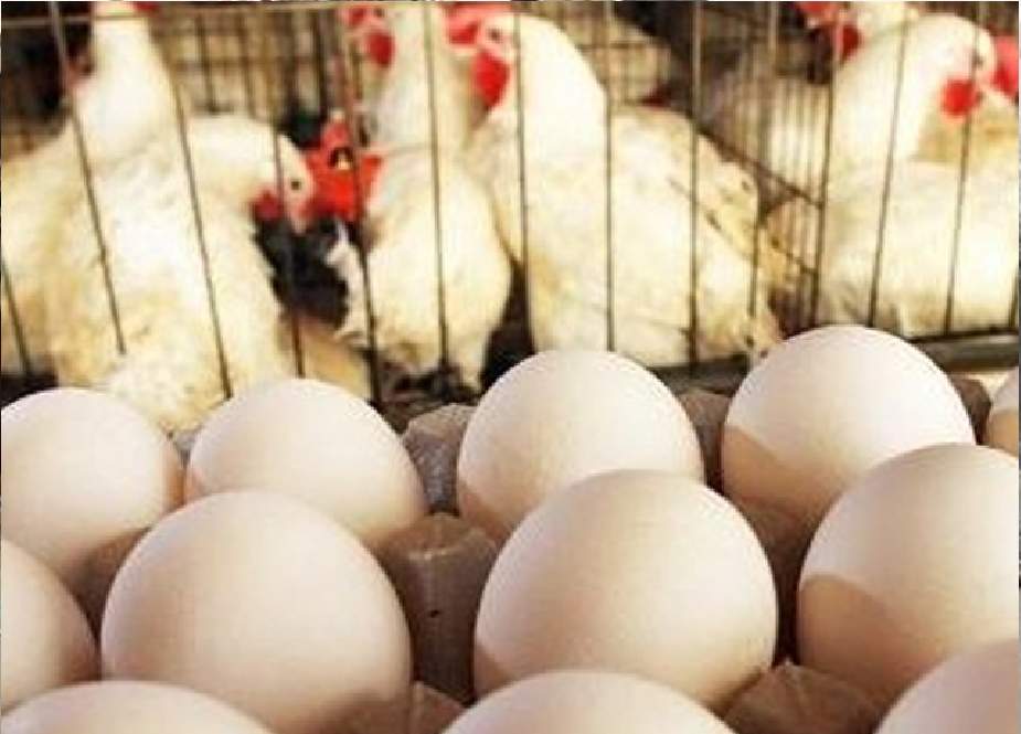 پشاور میں کلو مرغی 196 اور انڈے 300 روپے درجن ملنے لگے