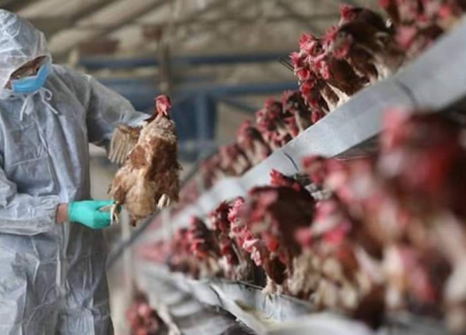 فرنسا تواجه انتشارا خيالي لفيروس إنفلونزا الطيور
