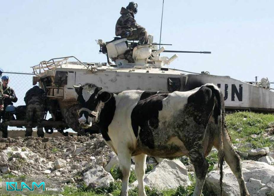 “Israel” Returns Three of Seven Cows to Lebanon