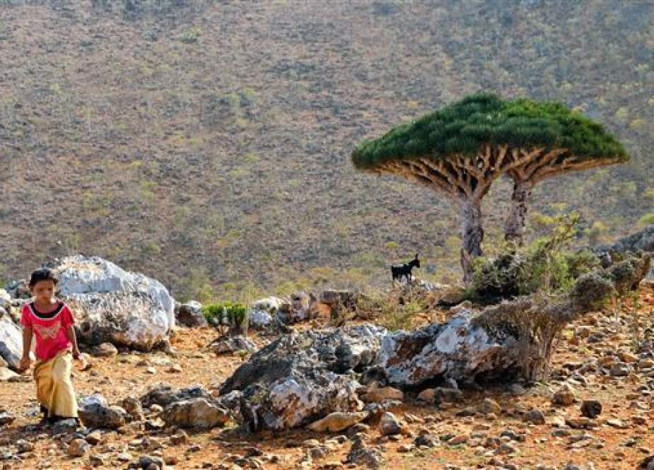 Israel Menjarah Sumber Daya Di Pulau Socotra Yaman Di Bawah Perlindungan UEA