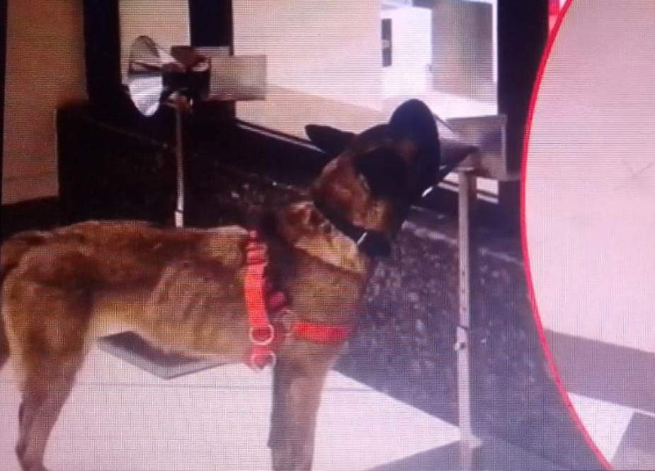 پشاور، ماہر کتوں کی مدد سے مزید 14 مسافروں میں کرونا کی تشخیص