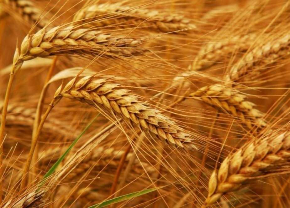 خیبر پختونخوا کو 5 لاکھ میٹرک ٹن گندم فراہمی کی اجازت