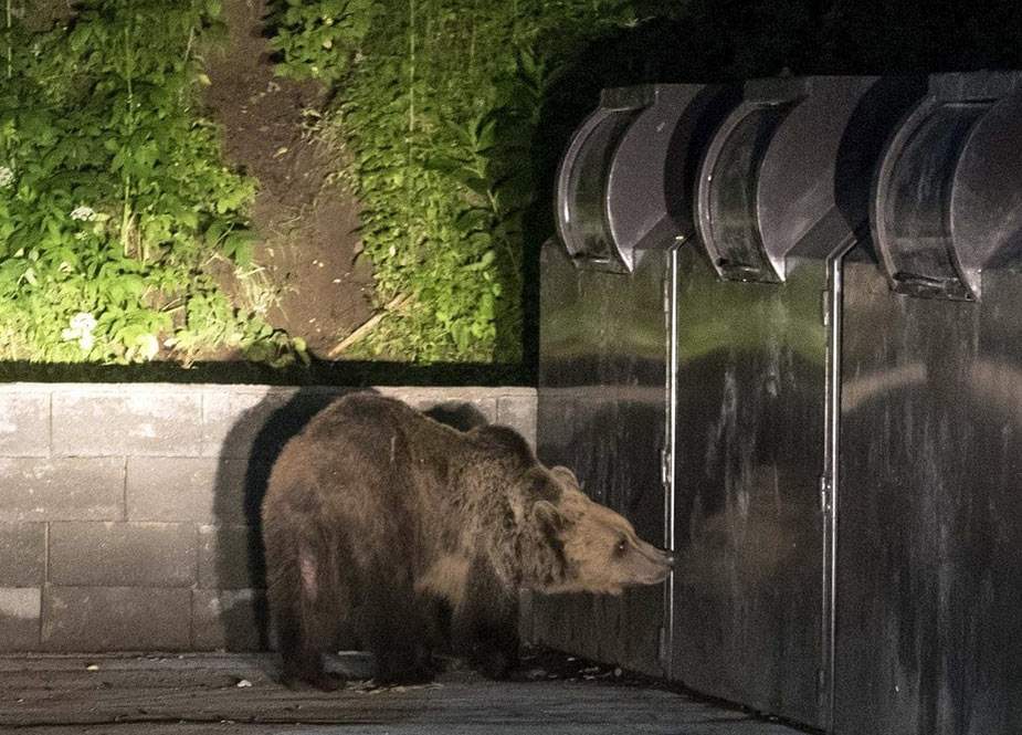 Rusiyada ayı turist qrupuna hücum edib, 1 nəfər ölüb, 1 nəfər xəsarət alıb