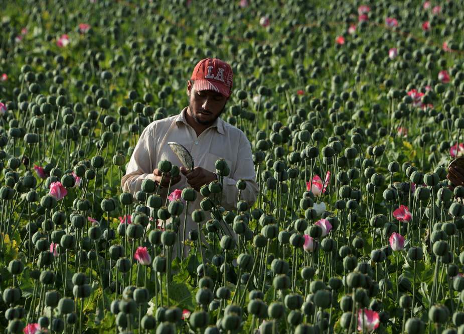Opium field in Afghanistan.jpg