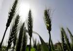 Egypt’s Wheat Imports from Russia Rose in March despite War