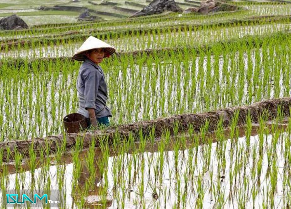 Vietnam Offers to Ensure Global Food Security