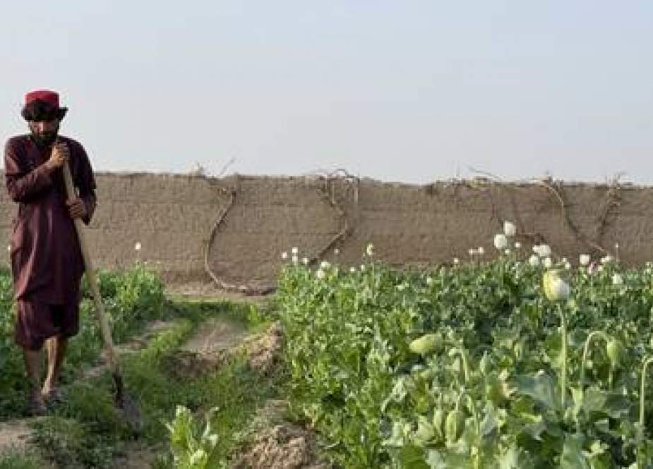 PBB: Budidaya Opium Melonjak sejak Pengambilalihan Taliban 