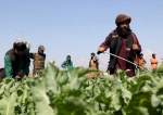 نظارت شدید و اقدامات قهری طالبان همزمان با آغاز کشت خشخاش در افغانستان