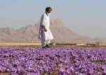 صادرات ۲۷ میلیون دلاری زعفران افغانستان