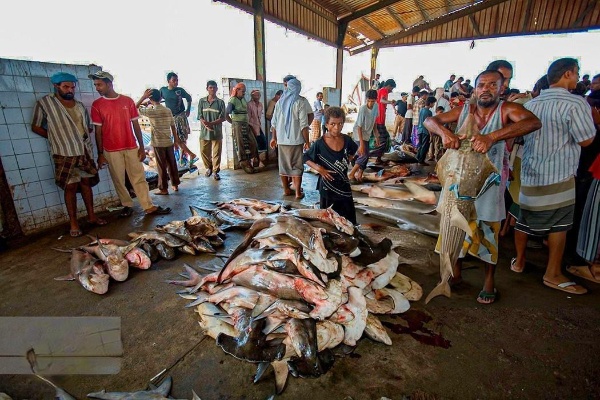 ماہی گیری سے وابستہ یمنیوں کی ایک جھلک