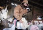 US: Bird Flu Virus Found in Retail Milk