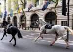Four Injured As Escaped Army Horses Bolt through Central London