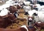 کراچی میں 1000 ایکڑ پر قربانی کے جانوروں کی مرکزی منڈی لگائی جائیگی