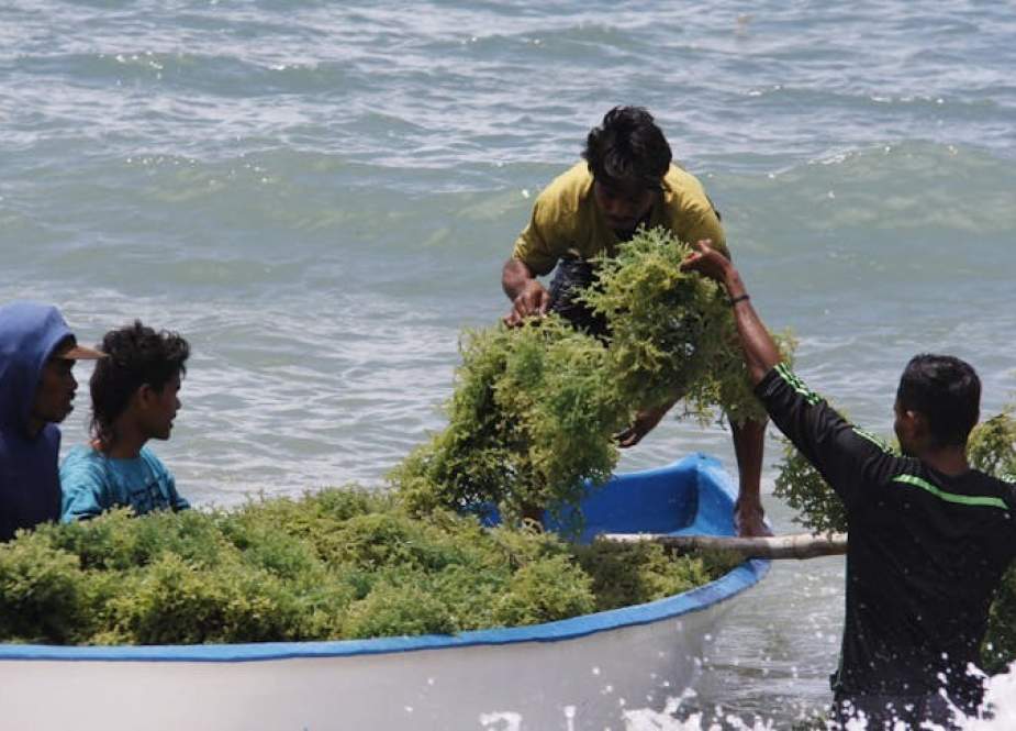 RI Gandeng China dan Singapura Tanam Modal di Proyek Hilirisasi Rumput Laut