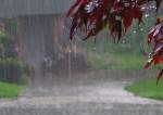خیبر پختونخوا میں بارشیں جاری، گندم کی فصلیں بری طرح متاثر
